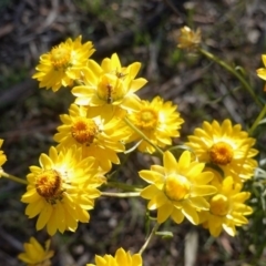 Xerochrysum viscosum (Sticky Everlasting) at Hughes, ACT - 11 Nov 2019 by JackyF