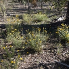 Xerochrysum viscosum at Hughes, ACT - 11 Nov 2019