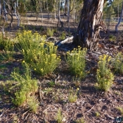 Xerochrysum viscosum at Hughes, ACT - 11 Nov 2019