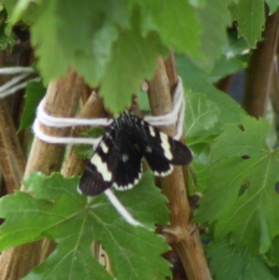 Phalaenoides glycinae (Grapevine Moth) at Hughes, ACT - 12 Nov 2019 by LisaH