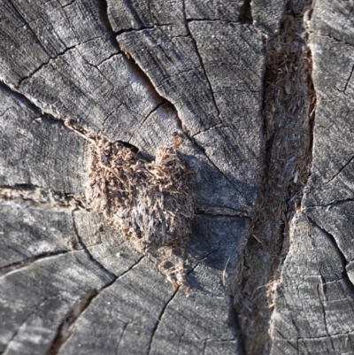 Papyrius nitidus (Shining Coconut Ant) at Deakin, ACT - 11 Nov 2019 by JackyF