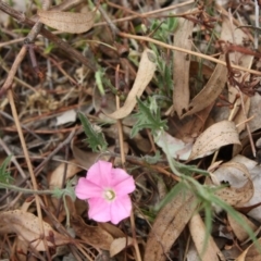 Convolvulus angustissimus subsp. angustissimus (Australian Bindweed) at Red Hill, ACT - 12 Nov 2019 by LisaH