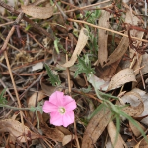 Convolvulus angustissimus subsp. angustissimus at Red Hill, ACT - 12 Nov 2019 01:00 PM