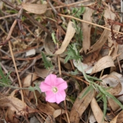 Convolvulus angustissimus subsp. angustissimus at Red Hill, ACT - 12 Nov 2019 01:00 PM