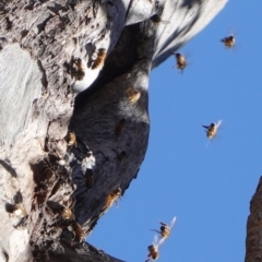 Apis mellifera (European honey bee) at Deakin, ACT - 9 Nov 2019 by JackyF