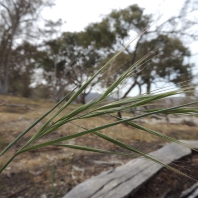 Bromus diandrus (Great Brome) at Tuggeranong DC, ACT - 2 Nov 2019 by MichaelBedingfield