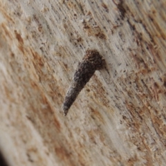 Lepidoscia (genus) IMMATURE (Unidentified Cone Case Moth larva, pupa, or case) at Lanyon - northern section - 2 Nov 2019 by michaelb