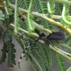 Ancita sp. (genus) (Longicorn or longhorn beetle) at Lake George, NSW - 12 Nov 2019 by jb2602