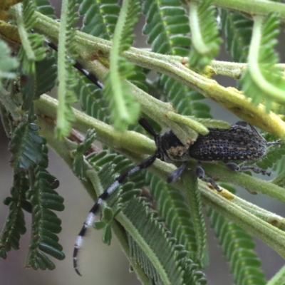 Ancita sp. (genus) (Longicorn or longhorn beetle) at Lake George, NSW - 12 Nov 2019 by jbromilow50