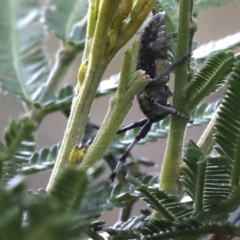 Ancita sp. (genus) at Lake George, NSW - 12 Nov 2019 03:03 PM