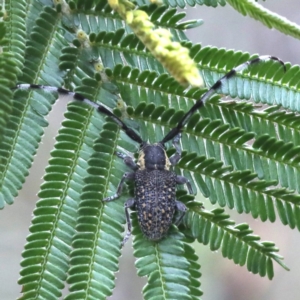 Ancita sp. (genus) at Lake George, NSW - 12 Nov 2019 03:03 PM