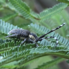 Ancita sp. (genus) at Lake George, NSW - 12 Nov 2019 03:03 PM