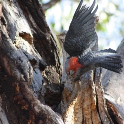 Callocephalon fimbriatum (Gang-gang Cockatoo) at Hughes, ACT - 11 Nov 2019 by LisaH