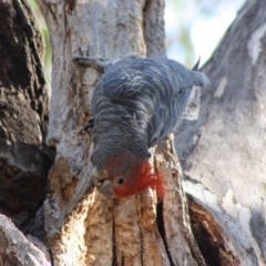 Callocephalon fimbriatum at Hughes, ACT - 11 Nov 2019