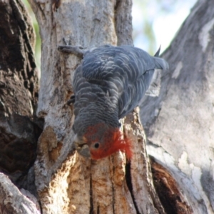 Callocephalon fimbriatum at Hughes, ACT - 11 Nov 2019