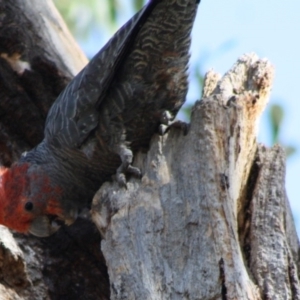 Callocephalon fimbriatum at Hughes, ACT - 11 Nov 2019