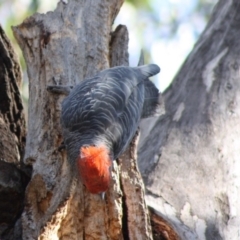 Callocephalon fimbriatum at Hughes, ACT - 11 Nov 2019