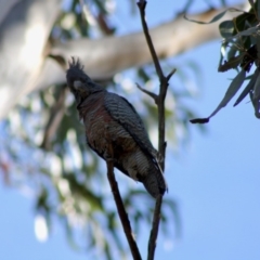 Callocephalon fimbriatum at Hughes, ACT - 11 Nov 2019