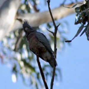 Callocephalon fimbriatum at Hughes, ACT - 11 Nov 2019