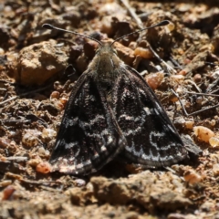 Synemon plana (Golden Sun Moth) at Mount Ainslie - 12 Nov 2019 by jb2602