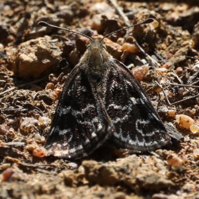 Synemon plana (Golden Sun Moth) at Ainslie, ACT - 12 Nov 2019 by jb2602