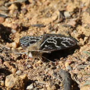 Synemon plana at Ainslie, ACT - 12 Nov 2019