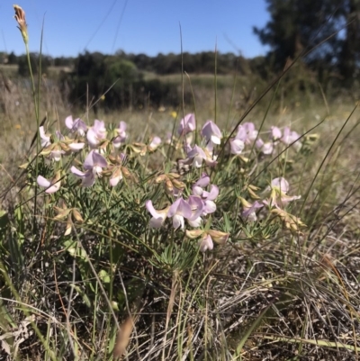 Lotus australis (Austral Trefoil) at Lawson, ACT - 12 Nov 2019 by rainer