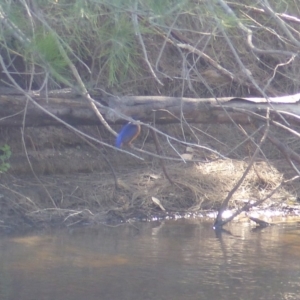 Ceyx azureus at Bega, NSW - 13 Nov 2019 09:43 AM