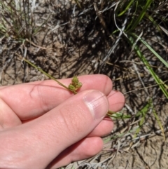 Carex inversa (Knob Sedge) at Latham, ACT - 13 Nov 2019 by MattM