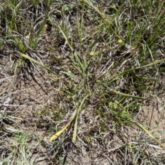 Lomandra bracteata (Small Matrush) at Latham, ACT - 13 Nov 2019 by MattM