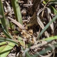 Lomandra bracteata at Latham, ACT - 13 Nov 2019 02:19 PM