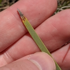 Lomandra bracteata at Latham, ACT - 13 Nov 2019 02:19 PM