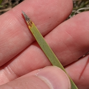 Lomandra bracteata at Latham, ACT - 13 Nov 2019 02:19 PM