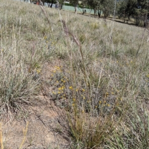 Austrostipa scabra at Latham, ACT - 13 Nov 2019