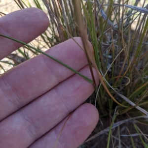 Austrostipa scabra at Latham, ACT - 13 Nov 2019