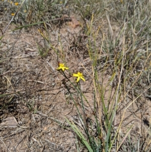 Tricoryne elatior at Latham, ACT - 13 Nov 2019