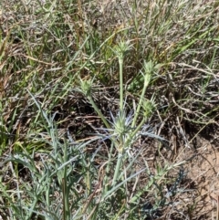 Eryngium ovinum (Blue Devil) at Umbagong District Park - 13 Nov 2019 by MattM