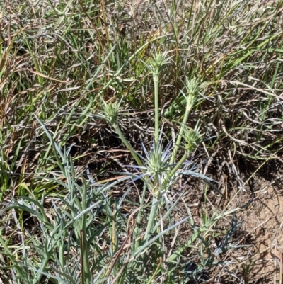 Eryngium ovinum (Blue Devil) at Latham, ACT - 13 Nov 2019 by MattM