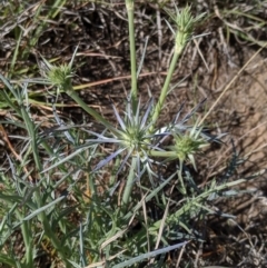 Eryngium ovinum at Latham, ACT - 13 Nov 2019 03:20 PM