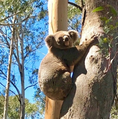 Phascolarctos cinereus (Koala) at Bowral - 12 Nov 2019 by Margot