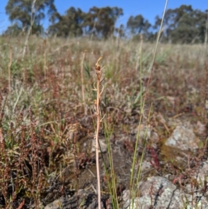 Bulbine sp. at Macgregor, ACT - 13 Nov 2019