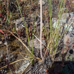 Bulbine sp. at Macgregor, ACT - 13 Nov 2019