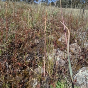 Bulbine sp. at Macgregor, ACT - 13 Nov 2019