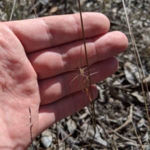 Aristida ramosa at Macgregor, ACT - 13 Nov 2019 04:22 PM