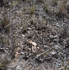 Aristida ramosa at Macgregor, ACT - 13 Nov 2019 04:22 PM