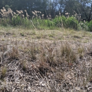 Aristida ramosa at Macgregor, ACT - 13 Nov 2019 04:22 PM