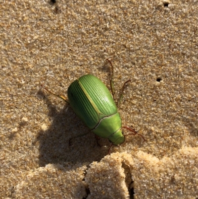 Xylonichus eucalypti (Green cockchafer beetle) at Dolphin Point, NSW - 2 Oct 2019 by cherylhodges