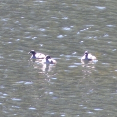 Tachybaptus novaehollandiae (Australasian Grebe) at Bega, NSW - 13 Nov 2019 by MatthewHiggins