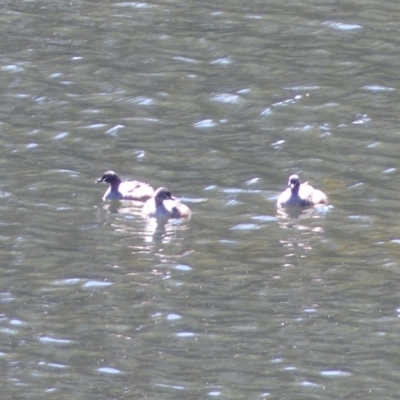 Tachybaptus novaehollandiae (Australasian Grebe) at Bega, NSW - 13 Nov 2019 by MatthewHiggins