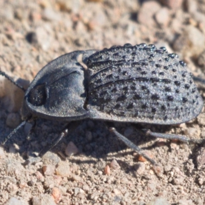 Helea ovata (Pie-dish beetle) at Chapman, ACT - 13 Nov 2019 by Marthijn